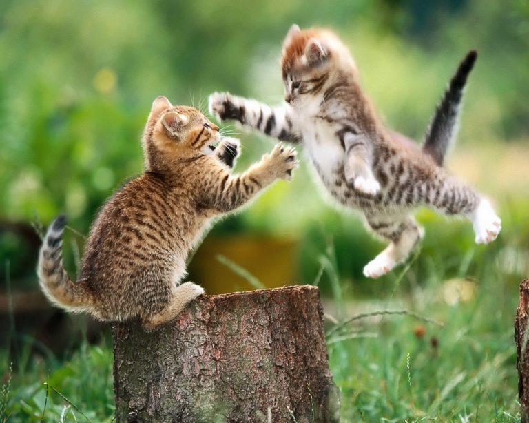 I miei gatti tempestosi