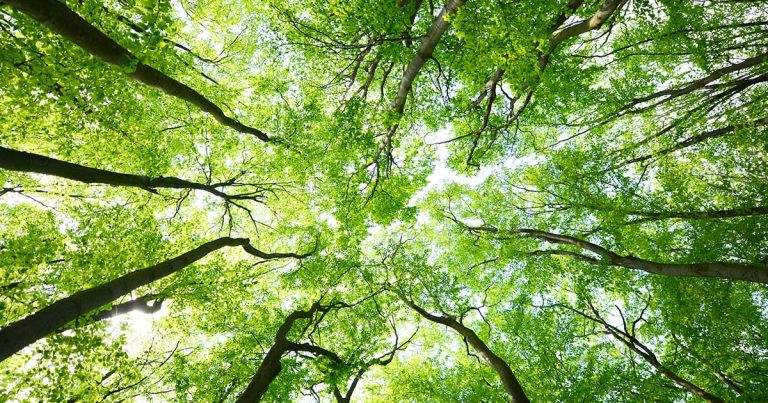 Stare con gli alberi fa bene alla salute