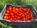 pomodori