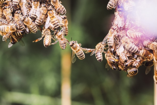 20 maggio: giornata mondiale delle api