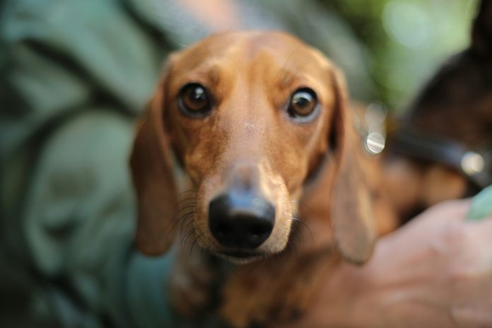 diritti degli animali